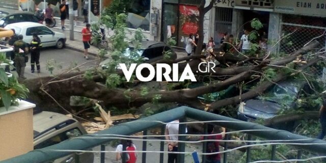 Πτώση δέντρου στο κέντρο της Θεσσαλονίκης – “Πλάκωσε” δύο οχήματα