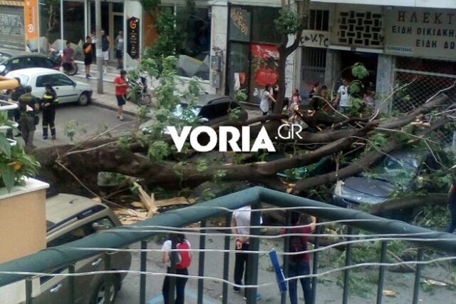 Πτώση δέντρου στο κέντρο της Θεσσαλονίκης – “Πλάκωσε” δύο οχήματα