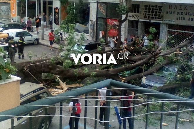 Πτώση δέντρου στο κέντρο της Θεσσαλονίκης – “Πλάκωσε” δύο οχήματα
