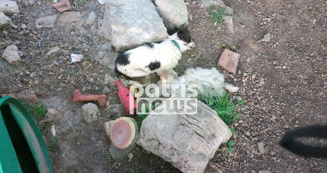 Ηλεία: Δηλητηρίασαν δυο σκυλάκια φύλακες μιας μοναχικής γυναίκας