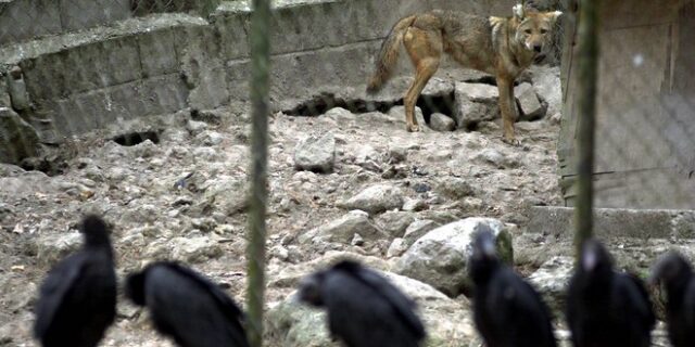 Αχαμνός: Μια λέξη με πολλές σημασίες