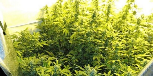 Διατηρούσε ολόκληρη χασισοφυτεία μέσα στο σπίτι του