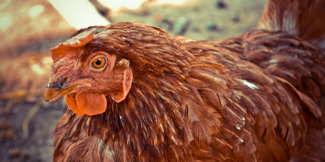 Κότα: Από πού κρατά η σκούφια της