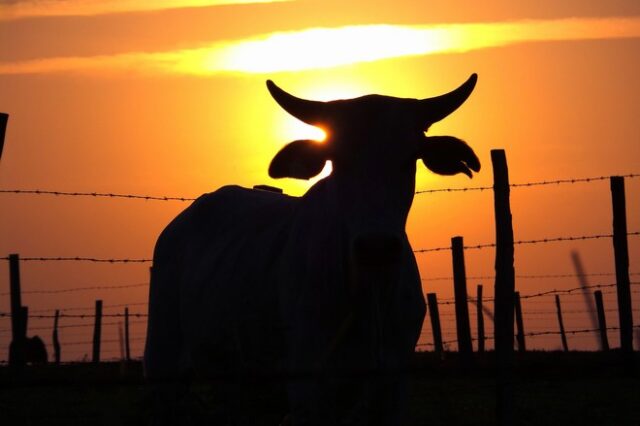 “Εγκληματίας” αγελάδα: Πέρασε τα σύνορα της ΕΕ και καταδικάστηκε σε θάνατο