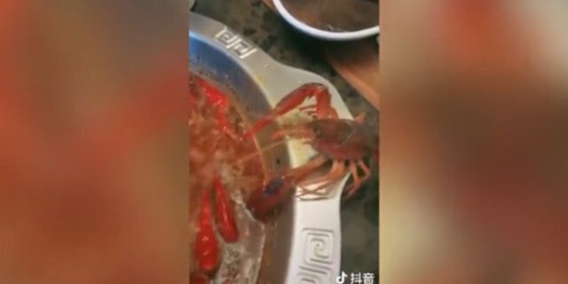 Η μεγάλη απόδραση: Καραβίδα βγαίνει από την κατσαρόλα λίγο πριν την μαγειρέψουν