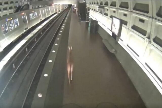 Τρέχα Μπάμπι, τρέχα: Ελάφι πηδάει στις ράγες του μετρό και προκαλεί χαμό