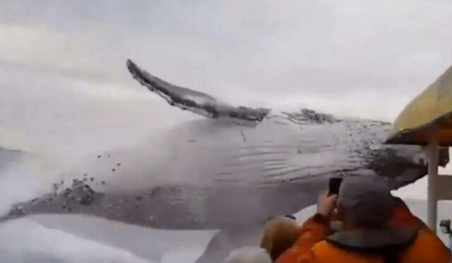 Μοναδικό θέαμα: Φάλαινα περιστρέφεται στον αέρα δίπλα σε τουρίστες