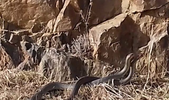 Φίδια ερωτευμένα φιλιούνται σε δρόμο της Χίου