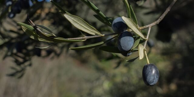 Ελιά, όπως Ελλάδα, Μεσόγειος, Κόσμος…