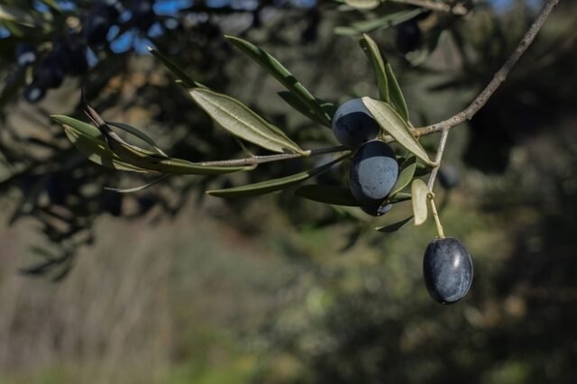 Ελιά, όπως Ελλάδα, Μεσόγειος, Κόσμος…