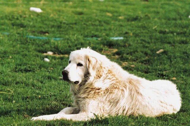 Ελληνικά τσοπανόσκυλα: Οι πιστοί σύντροφοι των κτηνοτρόφων