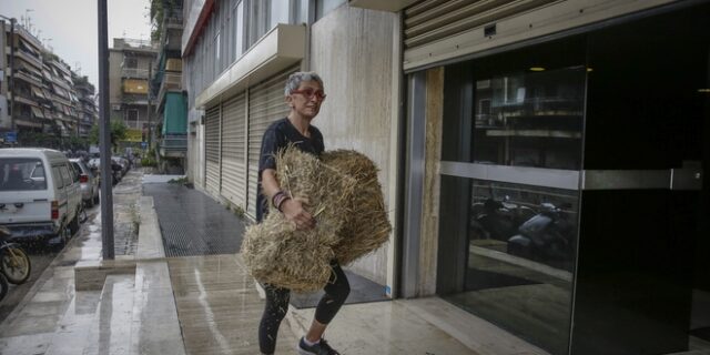 Ακτιβιστές πέταξαν σανό στα γραφεία των ΑΝΕΛ