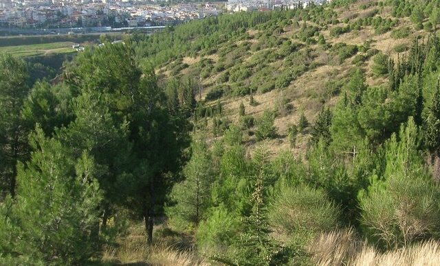 Σέιχ σου: Ένα παράξενο δάσος