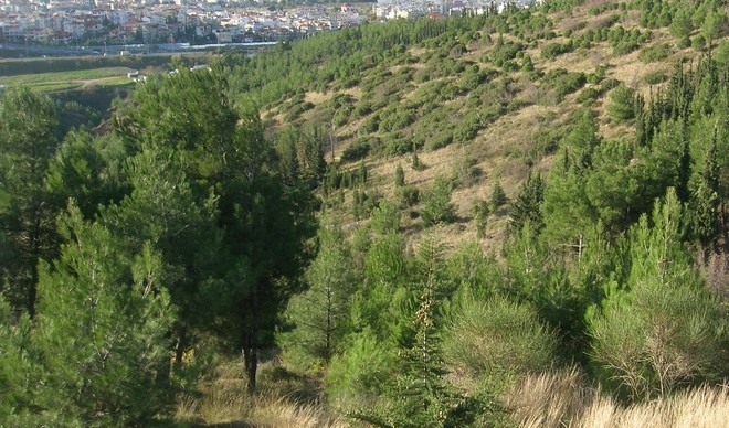 Σέιχ σου: Ένα παράξενο δάσος