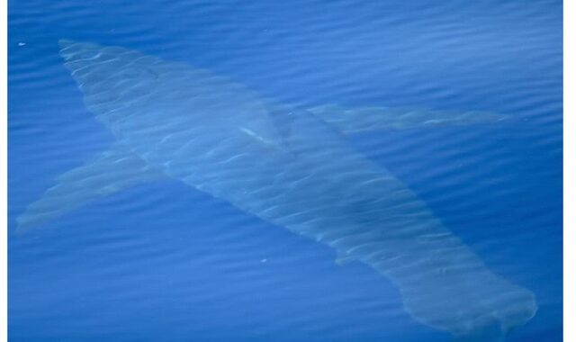 Πανικός στη Μαγιόρκα: Ο λευκός καρχαρίας επέστρεψε μετά από 40 χρόνια