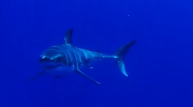 Καρέ καρέ: Πώς είναι να σε τρώει καρχαρίας