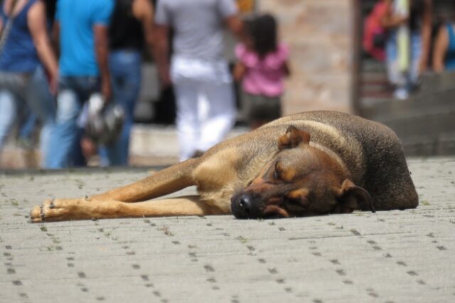 Φθιώτιδα: Δήμαρχος κατηγορείται ότι έριχνε φόλες σε σκυλιά