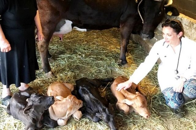 Σπάνιο περιστατικό στην Άνδρο: Αγελάδα γέννησε τετράδυμα