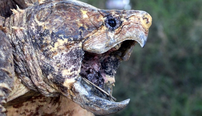 Βαρβαρότητα: Καθηγητής τάισε χελώνα με κουτάβι μπροστά στους μαθητές του