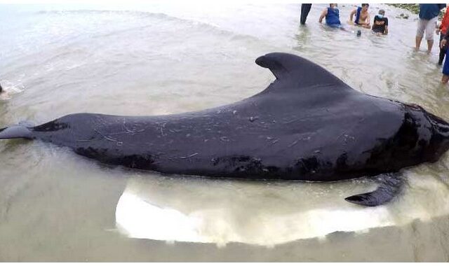 Φάλαινα πέθανε αφού κατάπιε 80 πλαστικές σακούλες