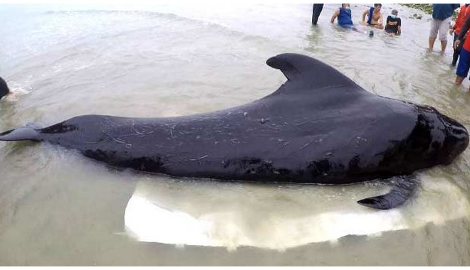 Φάλαινα πέθανε αφού κατάπιε 80 πλαστικές σακούλες