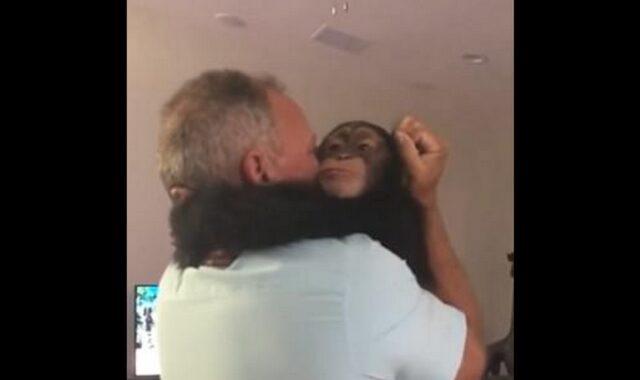 Η πιο γλυκιά αγκαλιά: Χιμπατζής συναντά ξανά τους “θετούς” του γονείς