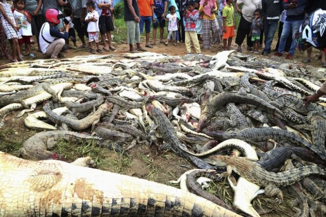 Ινδονησία: Έσφαξαν 300 κροκόδειλους για να πάρουν εκδίκηση