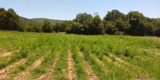 Χασισοφυτεία – μαμούθ στην Καρδίτσα: Εκριζώθηκαν 10.500 δενδρύλλια κάνναβης