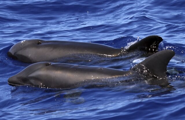 Σπάνιο υβρίδιο δελφινιού-φάλαινας ανακαλύφθηκε στη Χαβάη