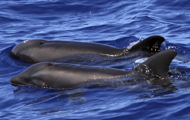 Σπάνιο υβρίδιο δελφινιού-φάλαινας ανακαλύφθηκε στη Χαβάη