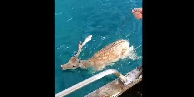 Απίστευτο περιστατικό στη Χαλκίδα: Πήγε για ψάρεμα και “έπιασε” ένα ελάφι