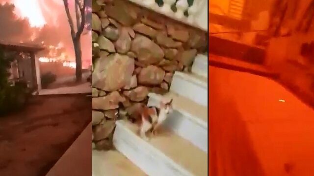 Βίντεο-σοκ από το Μάτι: Προσπάθησε να σώσει γατάκι και η φωτιά πέρασε από πάνω του