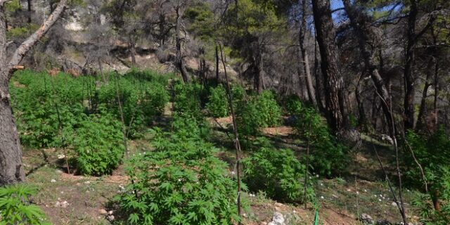 Δερβενοχώρια: Εντοπίστηκε χασισοφυτεία, συνελήφθησαν οι καλλιεργητές