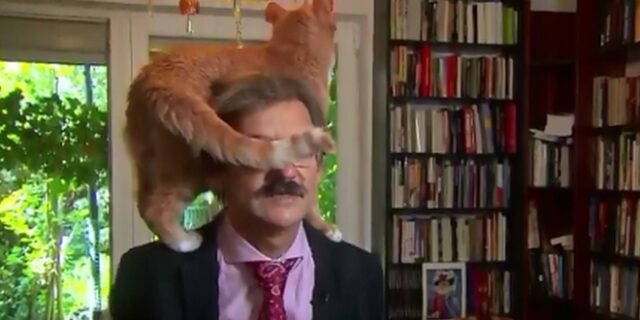 Γάτα παρεμβαίνει σε συνέντευξη ακαδημαϊκού – Η απίστευτη αντίδρασή του