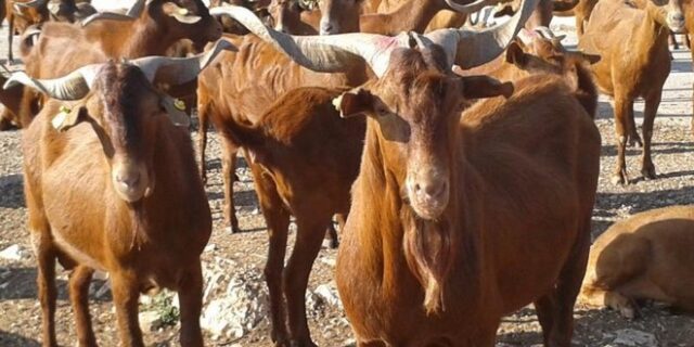 Γίδα Σκοπέλου: Καθαρόαιμη, ατίθαση και παραγωγική