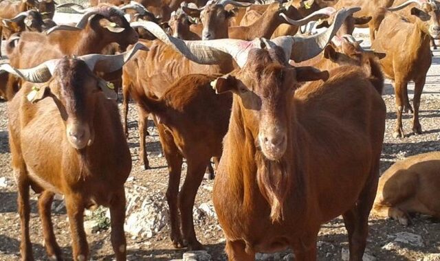 Γίδα Σκοπέλου: Καθαρόαιμη, ατίθαση και παραγωγική