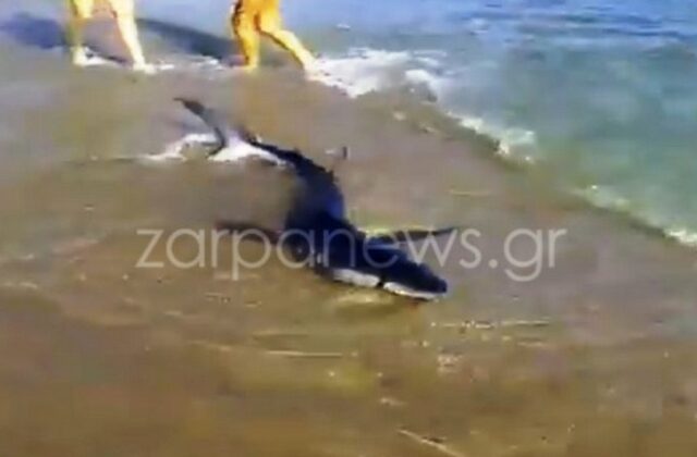 Τρόμος σε παραλία των Χανίων: Καρχαρίας βγήκε στη στεριά