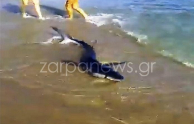 Τρόμος σε παραλία των Χανίων: Καρχαρίας βγήκε στη στεριά