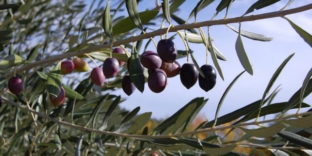 Οι εισροές στην ελιά και το ελαιόλαδο