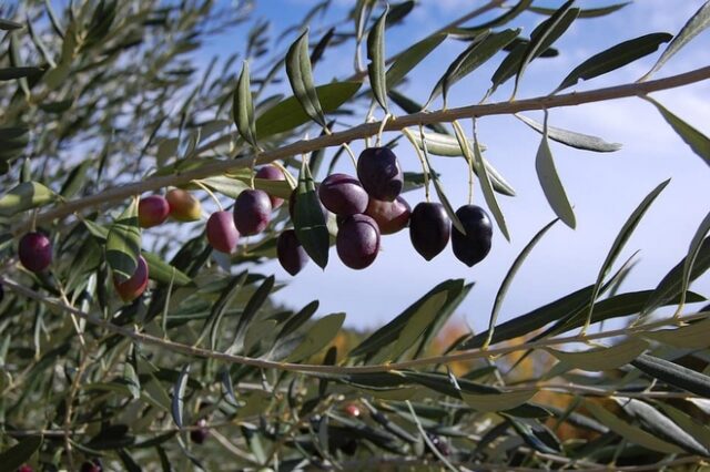 Οι εισροές στην ελιά και το ελαιόλαδο