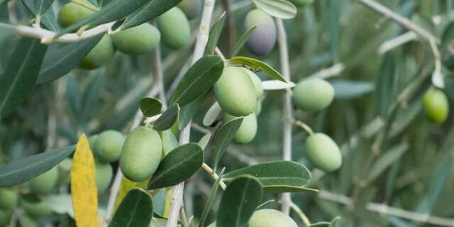 Ελιά Χαλκιδικής, ένα προϊόν με μέλλον