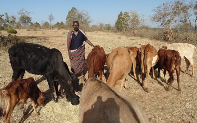 Στην Αιθιοπία όταν πεθαίνει μία αγελάδα, πεθαίνει και η ελπίδα