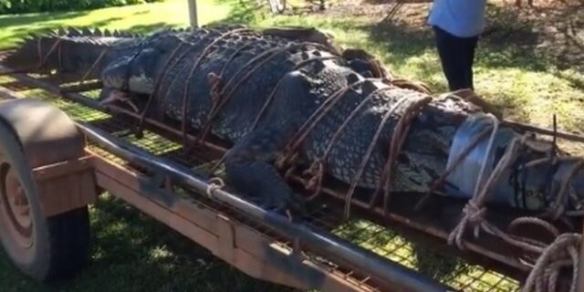 Βίντεο: Κι ο Κροκοδειλάκιας θα “ψάρωνε” με αυτό το “τέρας”