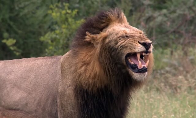 Λουτρό αίματος από αγέλη λιονταριών: Έφαγαν λαθροκυνηγούς