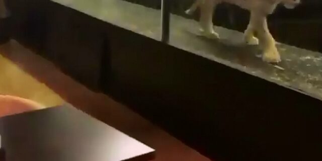 Αδιανόητο: Έκαναν λιοντάρι ζωντανό έκθεμα σε καφέ της Κωνσταντινούπολης