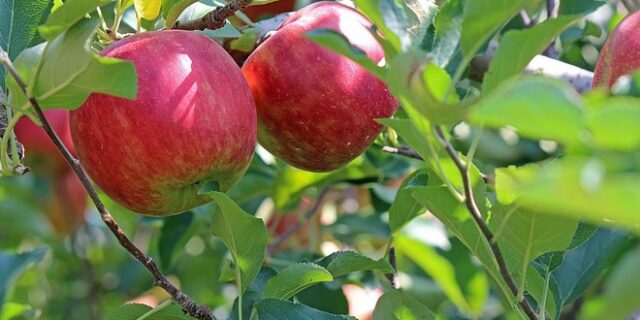 Μέχρι 10 Αυγούστου οι αιτήσεις για “κομφούζιο”