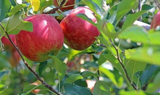 Μέχρι 10 Αυγούστου οι αιτήσεις για “κομφούζιο”