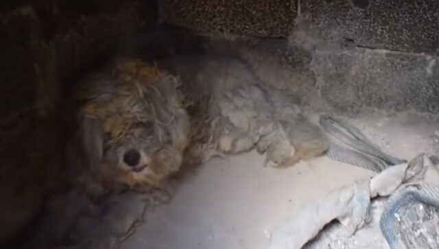 Συγκίνηση στο Μάτι: Βρήκαν σκύλο ζωντανό μέσα σε φούρνο καμένου σπιτιού