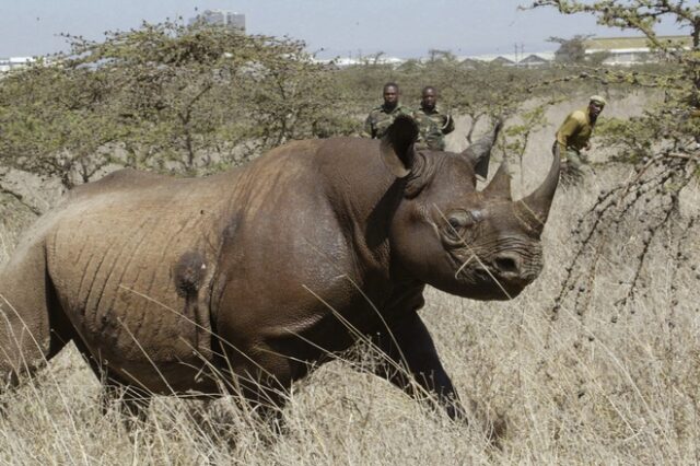 Κένυα: Επτά σπάνιοι ρινόκεροι πέθαναν κατά τη μεταφορά τους σε πάρκο άγριας ζωής