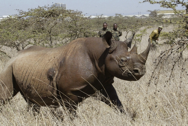 Κένυα: Επτά σπάνιοι ρινόκεροι πέθαναν κατά τη μεταφορά τους σε πάρκο άγριας ζωής